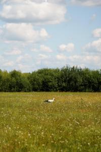 Arche Siedlisko Gołubowszczyzna