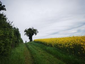 Maisons de vacances Le Petit Saugnieu : photos des chambres