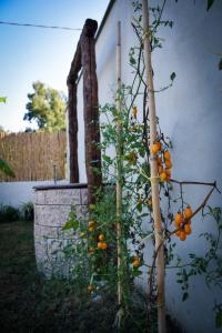 Dimora Arborea img31