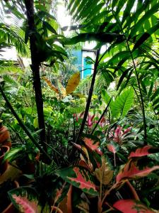 Residencial Casa Flor Atelier Botânico, Ponta Negra