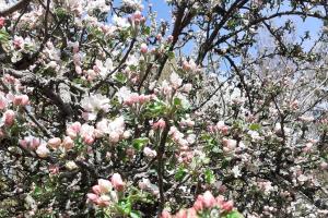 4 km zu A7 und A71, Idylle am Bach, großer Garten