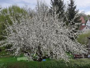 4 km zu A7 und A71, Idylle am Bach, großer Garten