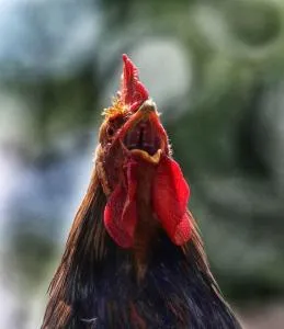 Valkolan kartanon saunamökki - Lievestuore