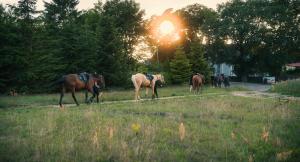 Pod Dębami Domki ,Pokoje,Nauka jazdy konnej Sarbsk obok Łeby