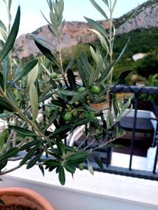 Old Dalmatian House with Jacuzzi Martine
