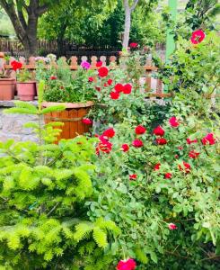 Paja Guesthouse - Camping
