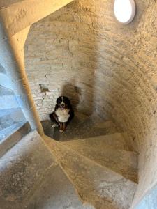 Sejours chez l'habitant CHATEAU DE FRANQUETOT : photos des chambres