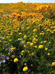 Namaqualand Eco Lodge