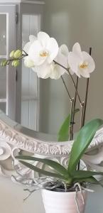 LAVANDA appartamento