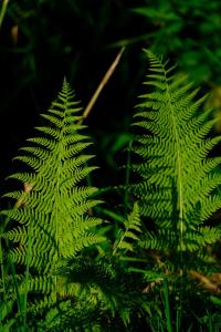 Apartament Mech & Paprocie