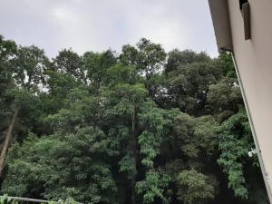 Lisière de la Forêt