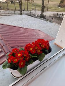 Agroturystyka w Pałacu pod Czerwonym Bukiem u Stanickich