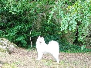 Maisons d'hotes Le Rocher du Samoyede : photos des chambres