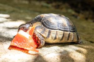 Il Giardino di Chiara img13
