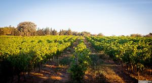 Maisons de vacances Marsanne cottage for 22 people in the heart of the vineyard : photos des chambres