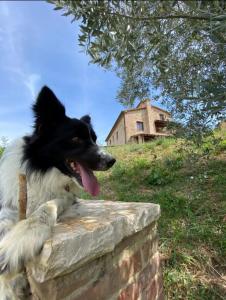 Podere San Selvatico