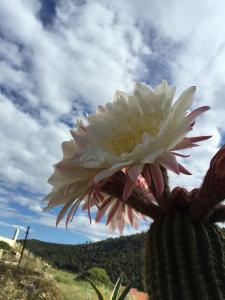 Apartments Nikola Stipišić