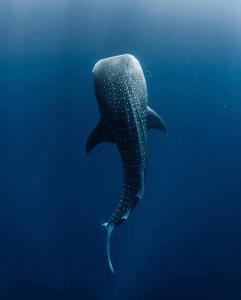 Hotel and Beach Club Escape Holbox