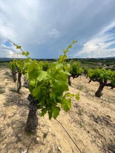 Appartements Mont Ventoux-Chateau Gipieres app nr 9 : photos des chambres