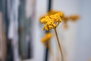 The Modern Glasshouse