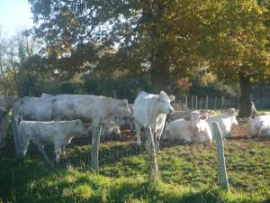 Maisons de vacances Au clos de marie : photos des chambres