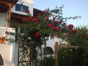 Joanna Apartments Naxos Greece