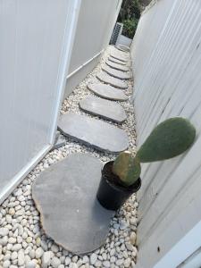 SALTY PALMS -Seaside Studio