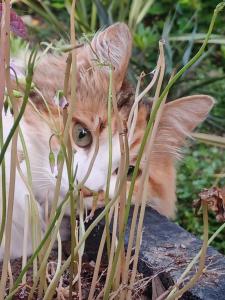 B&B / Chambres d'hotes Le Banellou : photos des chambres