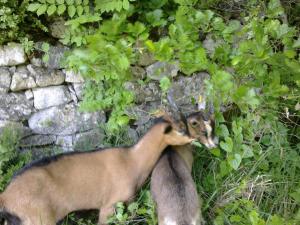 B&B / Chambres d'hotes Le Moulin de Gauty : photos des chambres