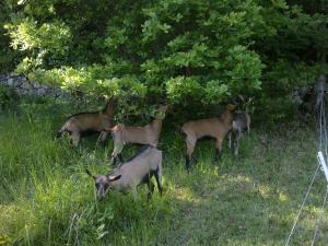 B&B / Chambres d'hotes Le Moulin de Gauty : photos des chambres