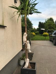 Agroturystyka nad stawami