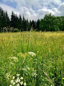 Apartmani Šarović Tara 2