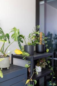 Collingwood Zest Experience the Spirit of Smith St