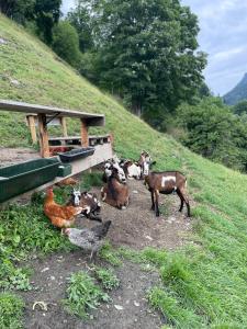 Kitzlochklammblick Hof