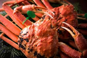 HOSHINO-OTOー星音