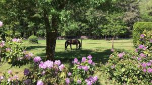 Maisons de vacances DOMAINE DE MALVAUX - Sologne - Gite de charme 15 personnes - Nouan le Fuzelier : photos des chambres