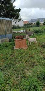 Maisons de vacances L'hippo-gite : photos des chambres