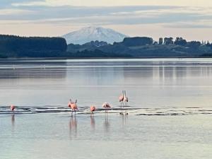 Cabañas y Tinajas Rio Quenuir
