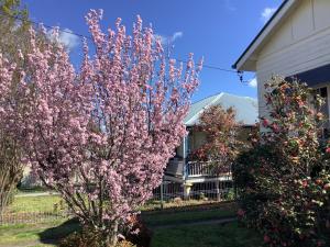 Rosellas on Corundum Cottage - treat yourself!