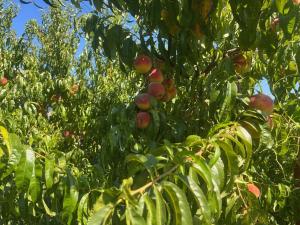 Gorica hill apartment