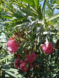 Finca el Gaudi, casita Catharina