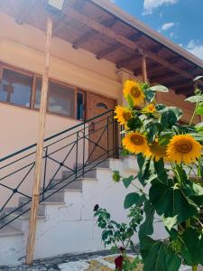 BOKAS EXOTIC HOUSE