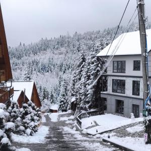 Шаленарозі