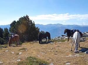 Chalets La Maison Colline Font Romeu-Odeillo-Via : photos des chambres