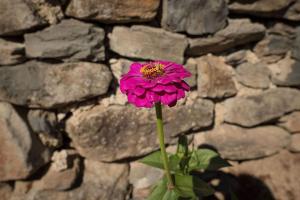 Maisons de vacances L'Ange : Entre monts et vallees : photos des chambres