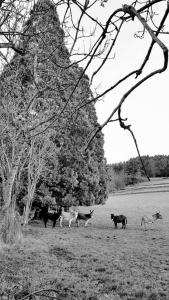 Maisons de vacances L'Ange : Entre monts et vallees : photos des chambres