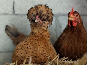 Sejours chez l'habitant Domaine Chapelle : photos des chambres