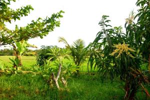 Meegahapokuna Resort