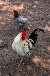 Maisons de vacances Pres du zoo de beauval, Gites agreable 