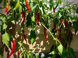 Appartamento Zia Ninìn - la gioia di un tempo!